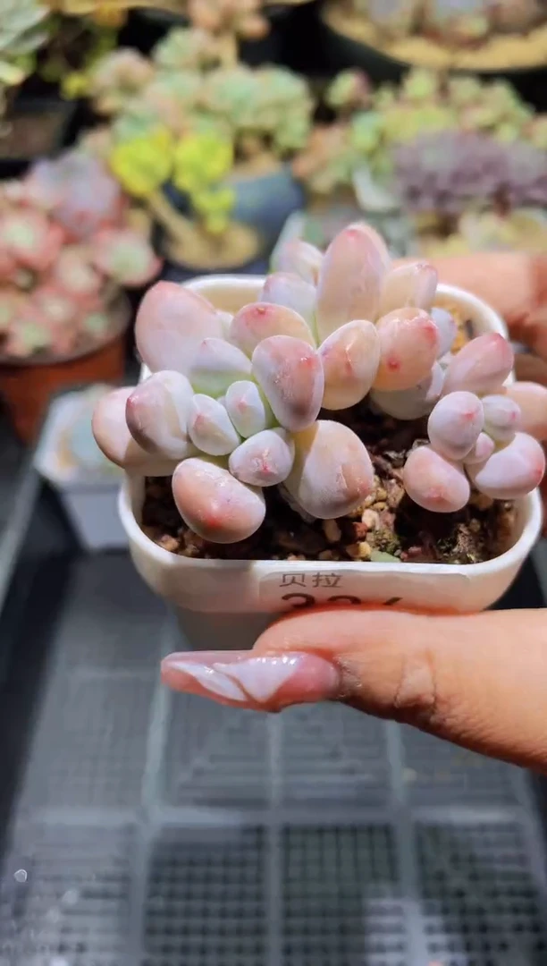 【闪购商品】336香水