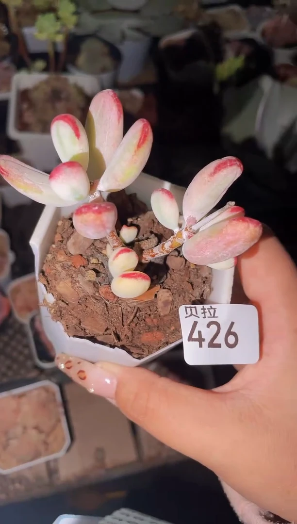 【闪购商品】426福娘锦