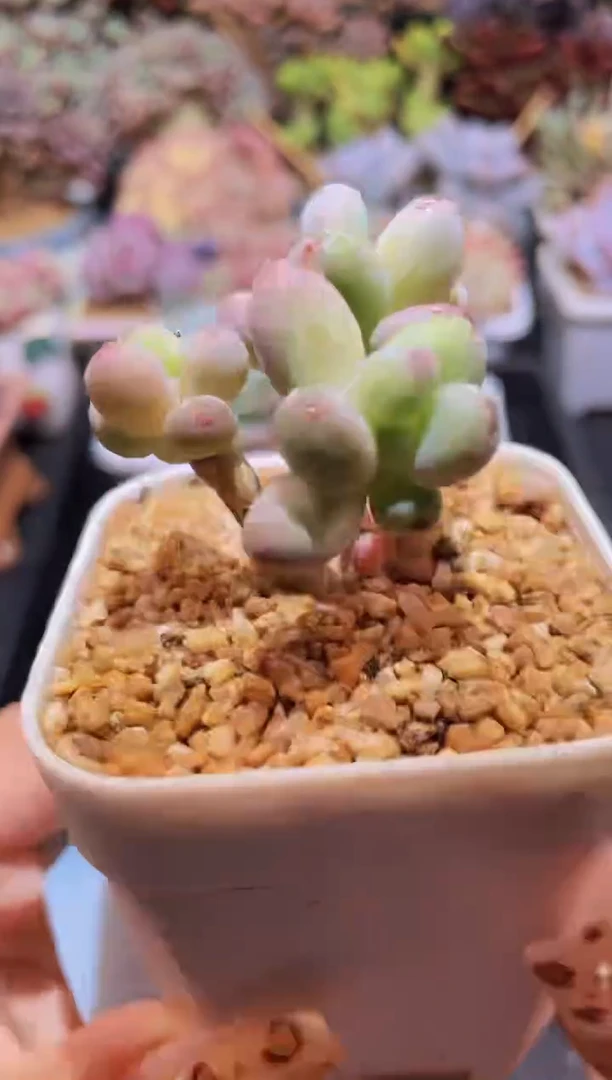 【闪购商品】118苹果奶酪