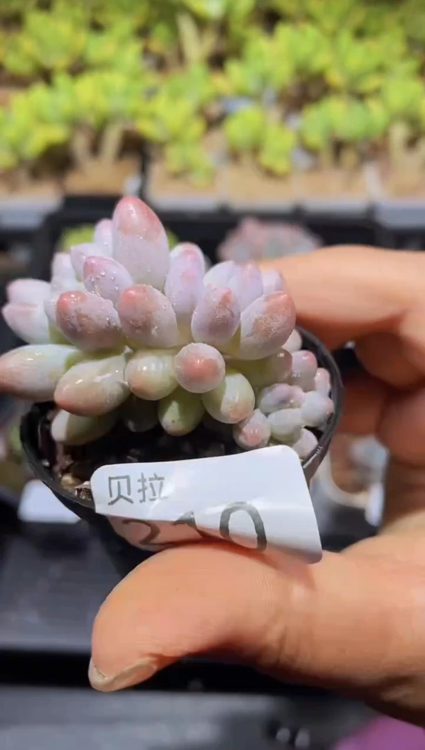 【闪购商品】210婴儿2手指带盆土发