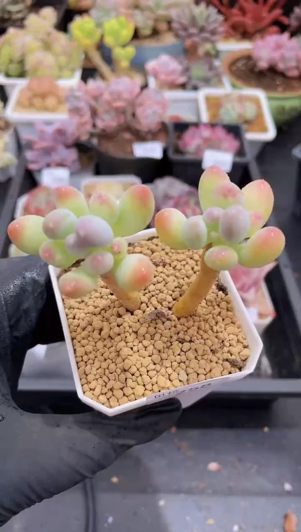 【闪购商品】258苹果那