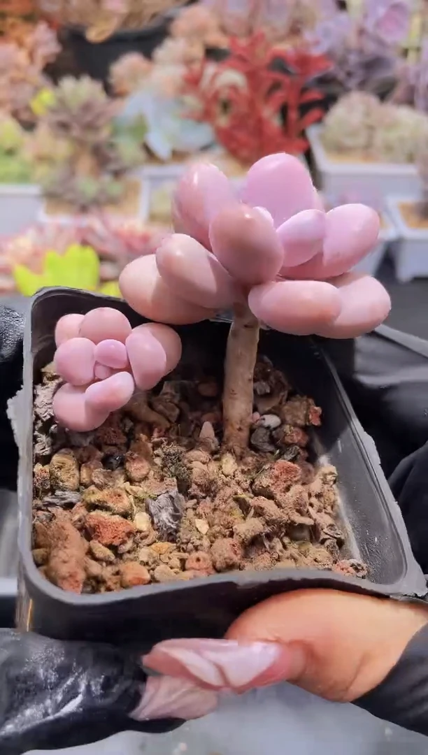 【闪购商品】221桃蛋