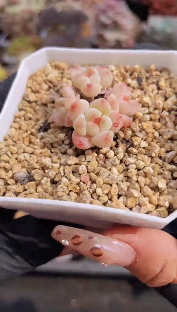 【闪购商品】048溏心冰魄