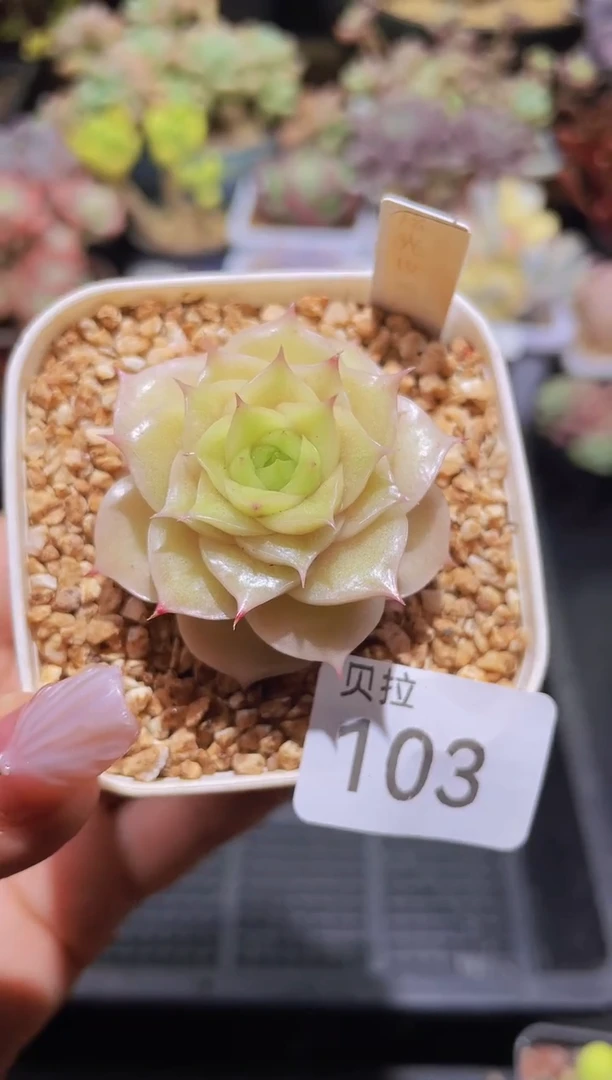 【闪购商品】103旋光玫瑰