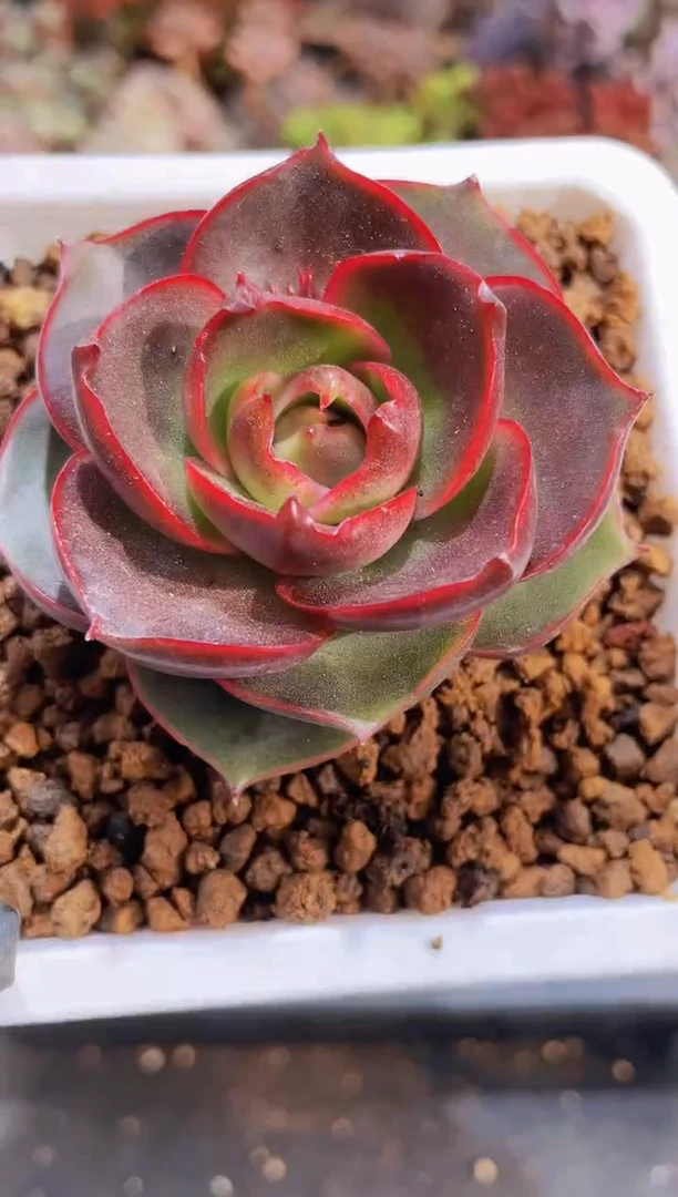 【闪购商品】508红灯