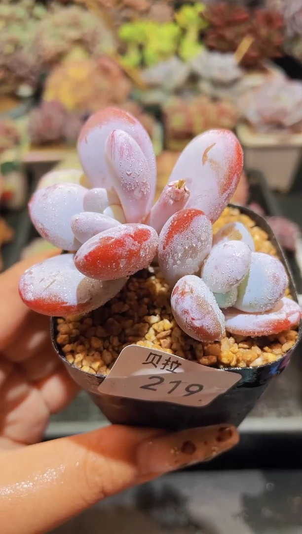 【闪购商品】219桃美人