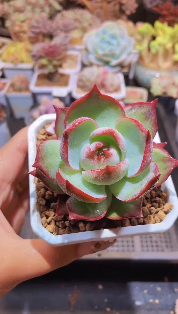 【闪购商品】414惊鸿仙子