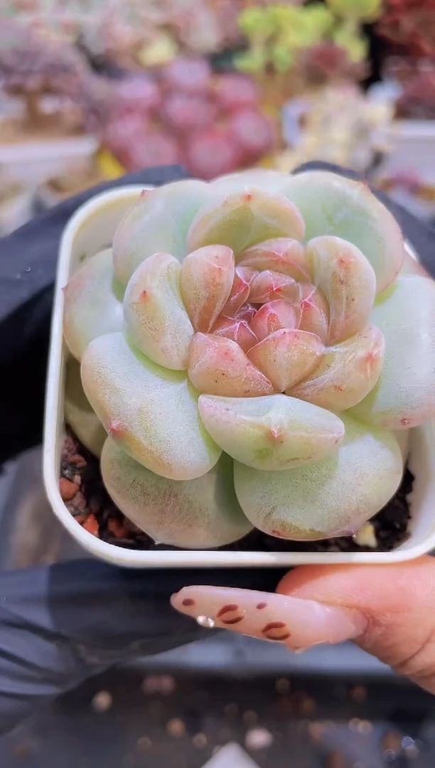 【闪购商品】039钻石珍妮