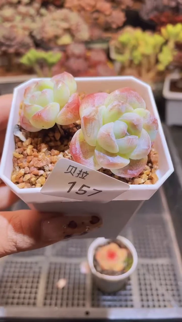 【闪购商品】157糖心冰玉