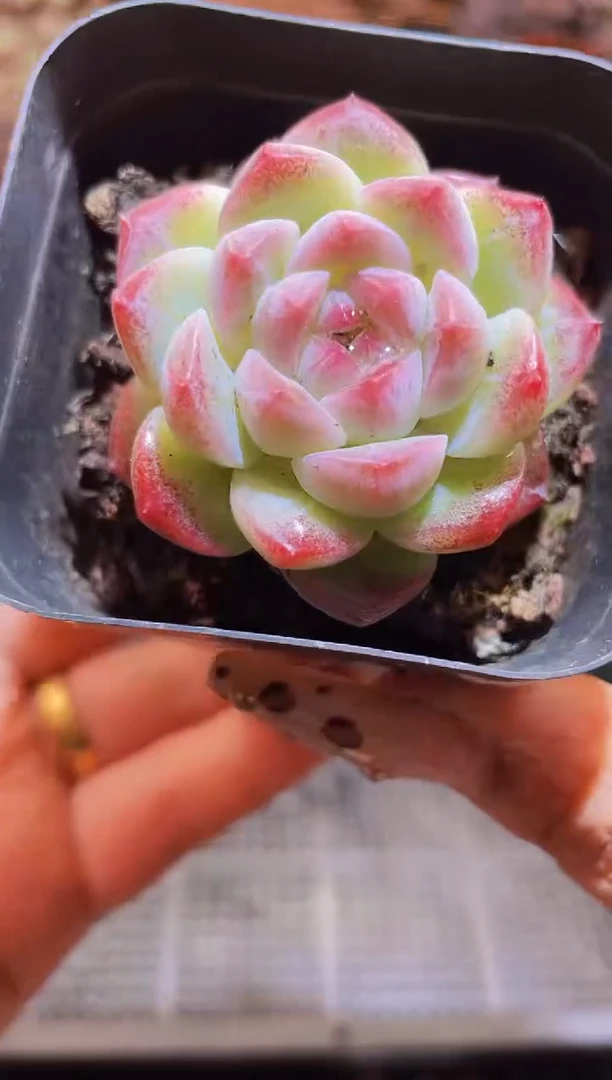 【闪购商品】458p糖