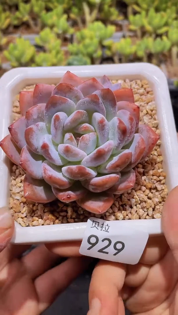 【闪购商品】929橙子