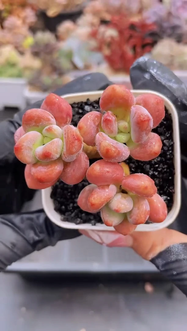 【闪购商品】154红洛神