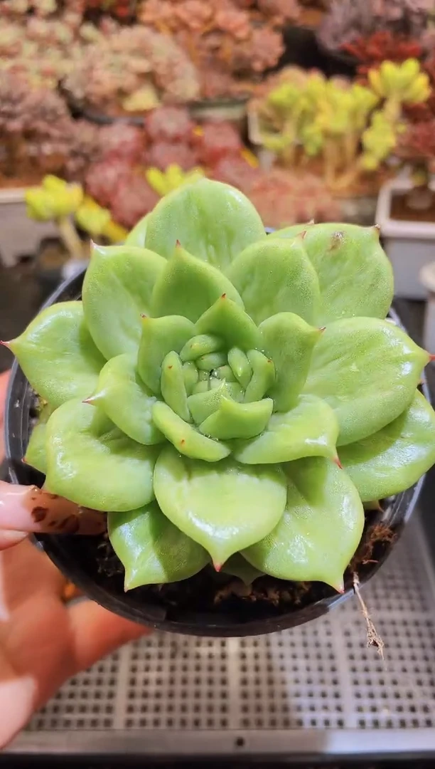 【闪购商品】456蔷薇锦