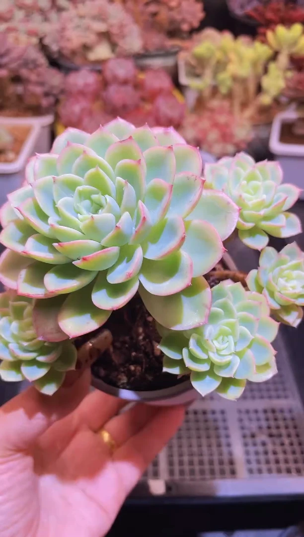 【闪购商品】034哈密瓜