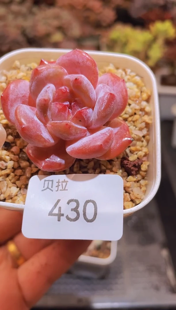 【闪购商品】430桃桃橙