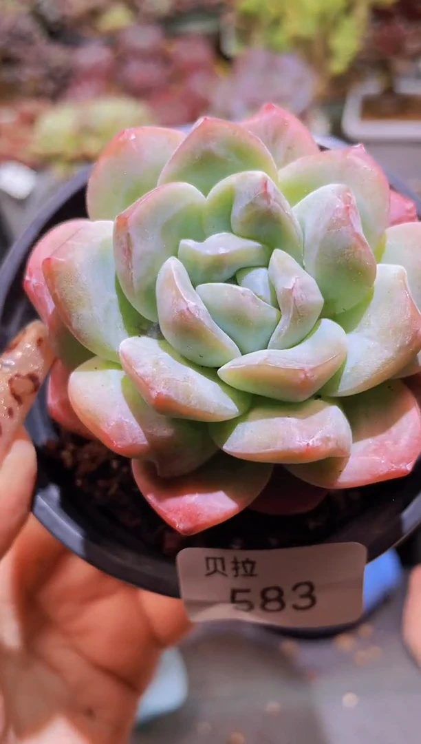 【闪购商品】583钻石冰玉带盆土