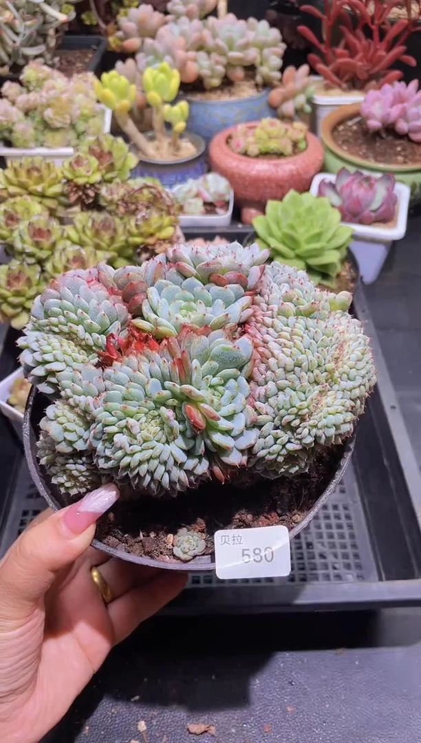 【闪购商品】580白胖子缀化