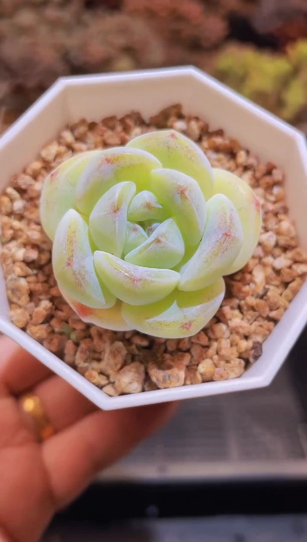 【闪购商品】057芝兰