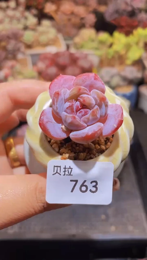 【闪购商品】763桃桃橙