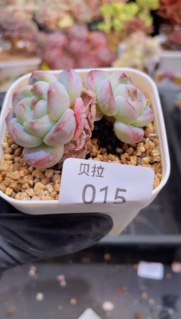 【闪购商品】015刚毅