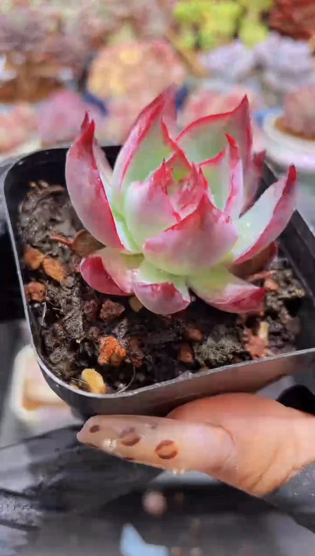 【闪购商品】908惊鸿仙子