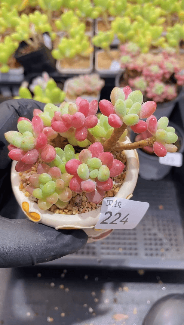 【闪购商品】224鱼子酱