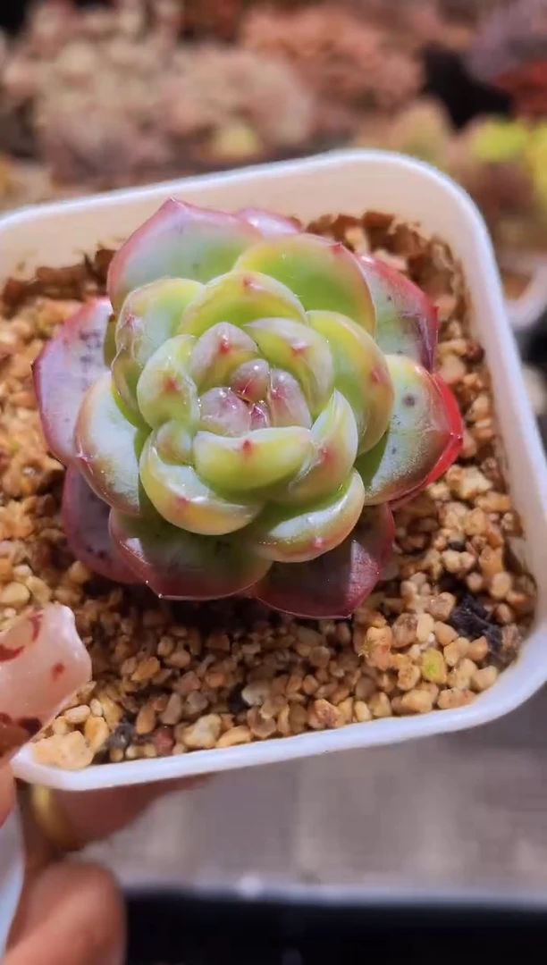 【闪购商品】071星星珍妮