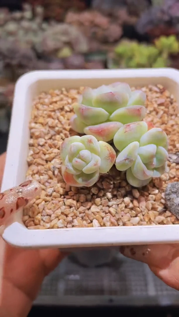 【闪购商品】679糖心冰玉