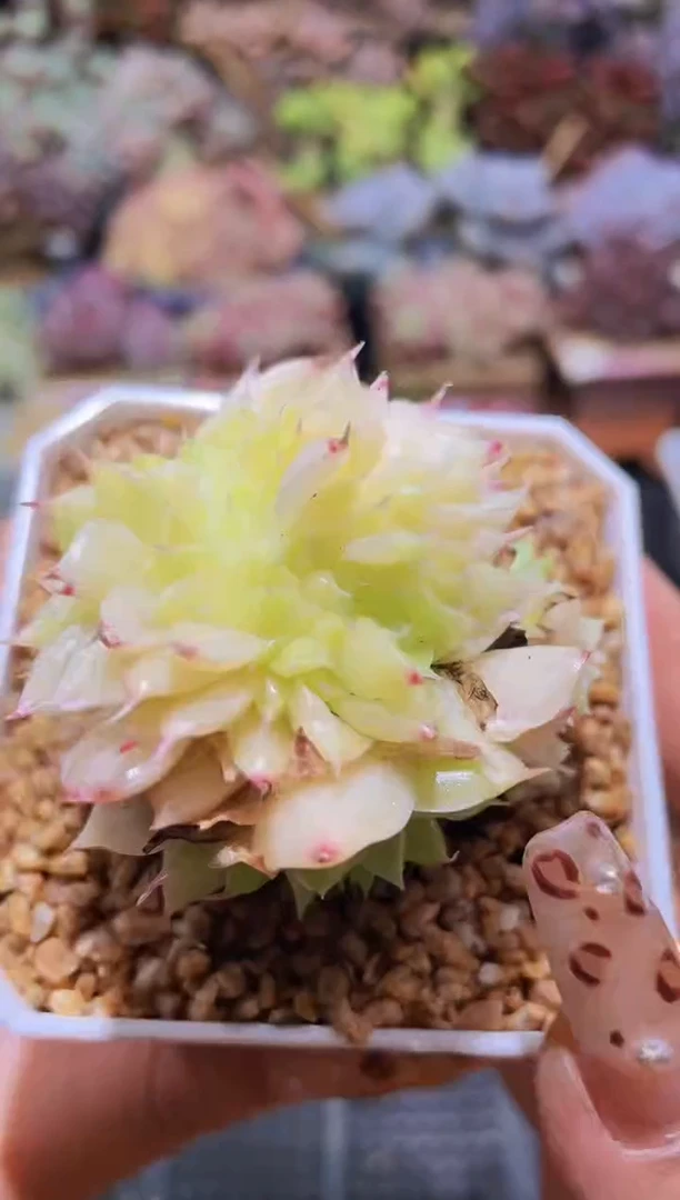 【闪购商品】732麦