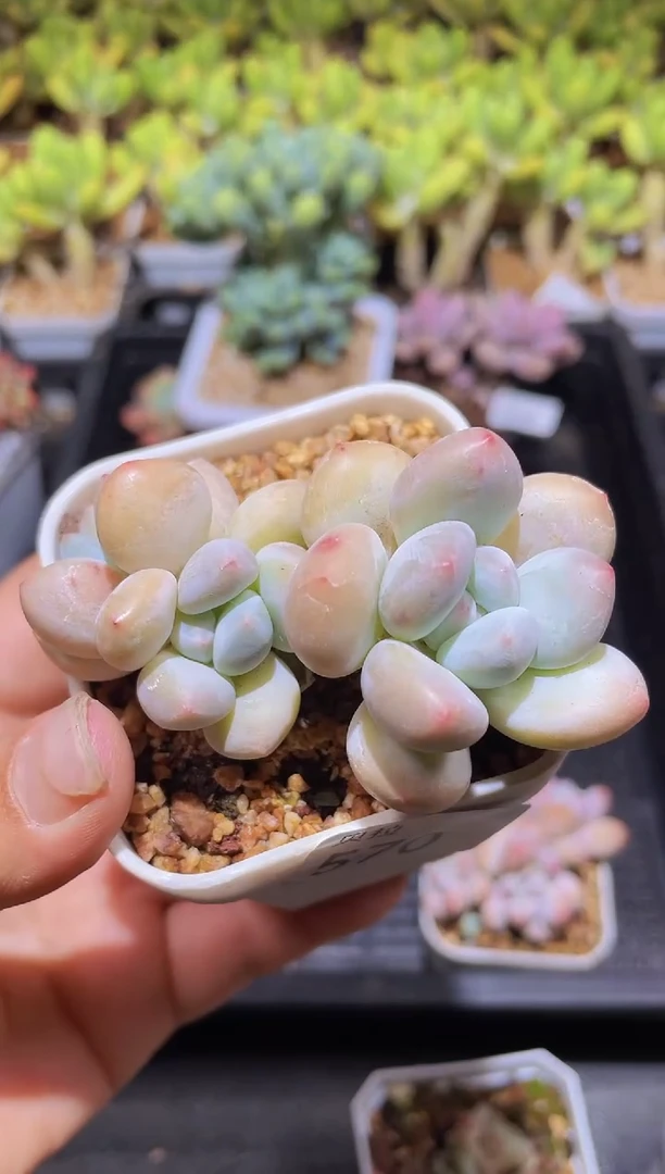 【闪购商品】570香水
