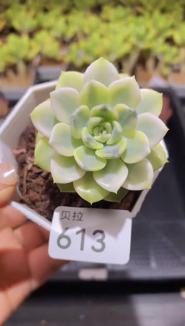 【闪购商品】613粉布偶锦
