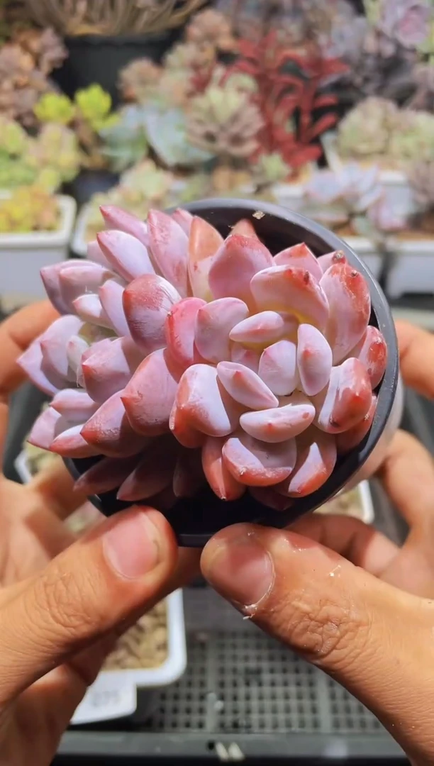 【闪购商品】076橙