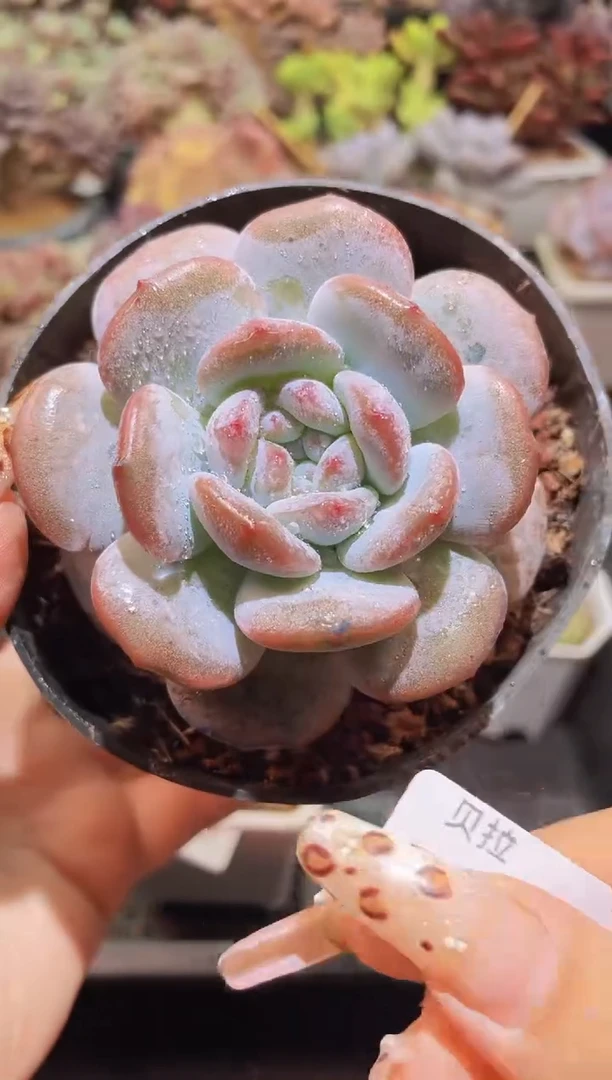 【闪购商品】192奶盖