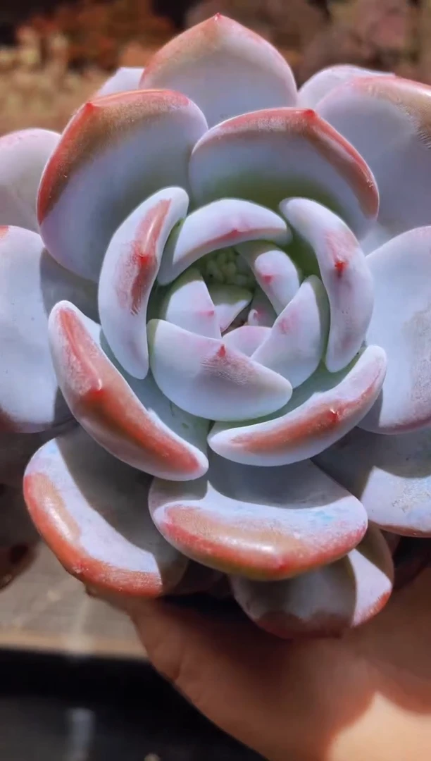 【闪购商品】419奶盖