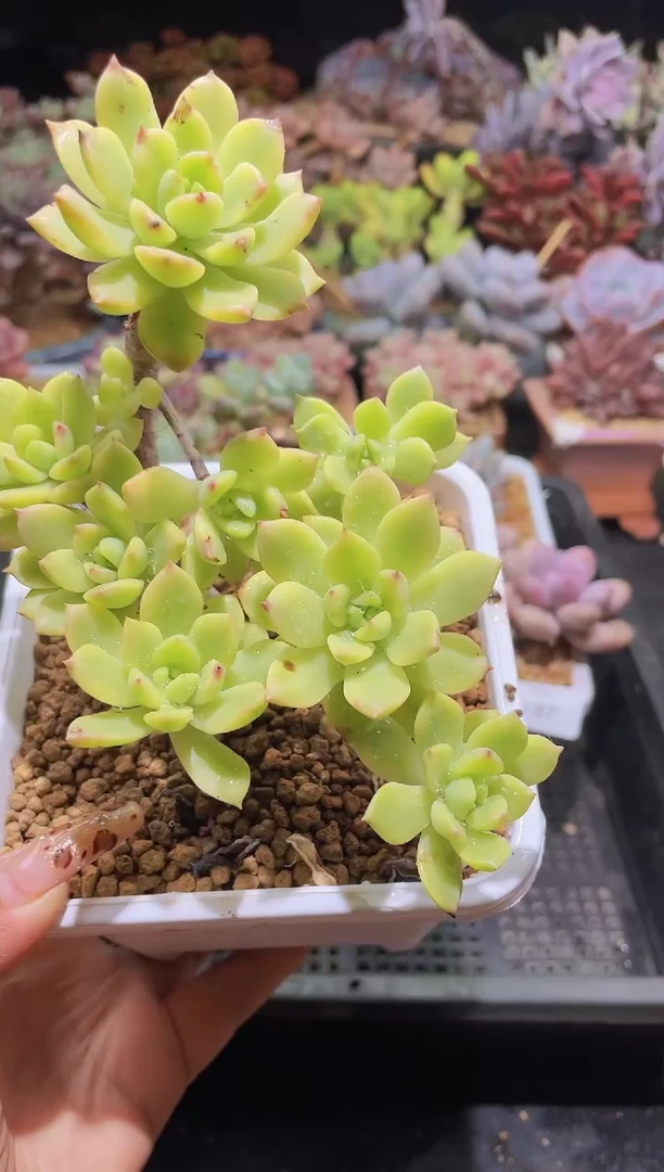 【闪购商品】188马库斯锦