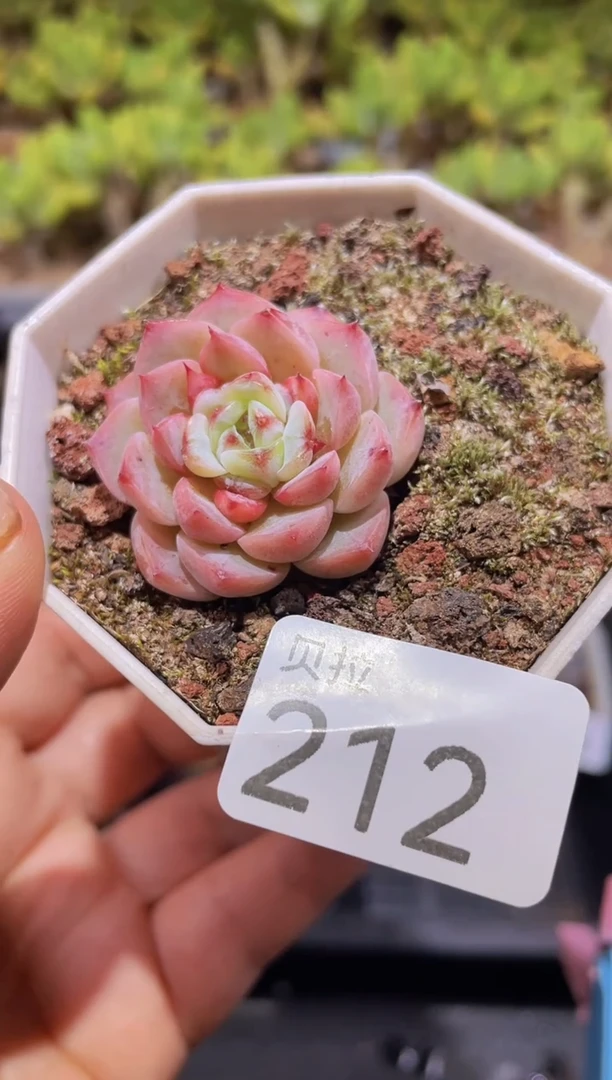 【闪购商品】212天鹅绒