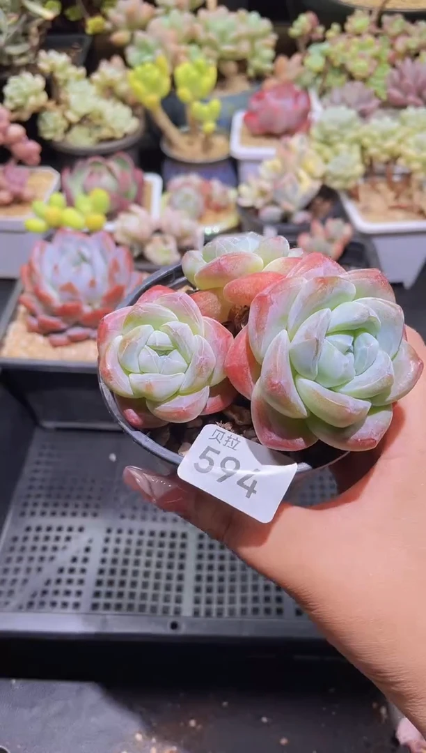 【闪购商品】594糖心冰玉