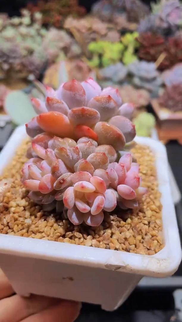 【闪购商品】360星星雪