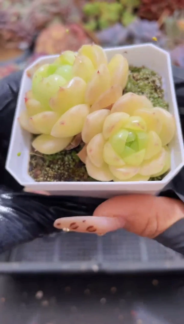 【闪购商品】961金珠