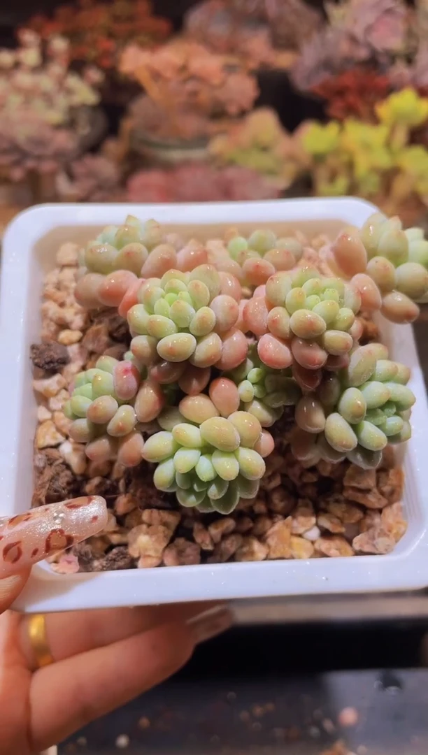 【闪购商品】530鱼子酱