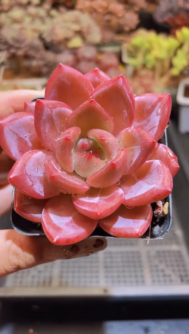 【闪购商品】066夜魔侠