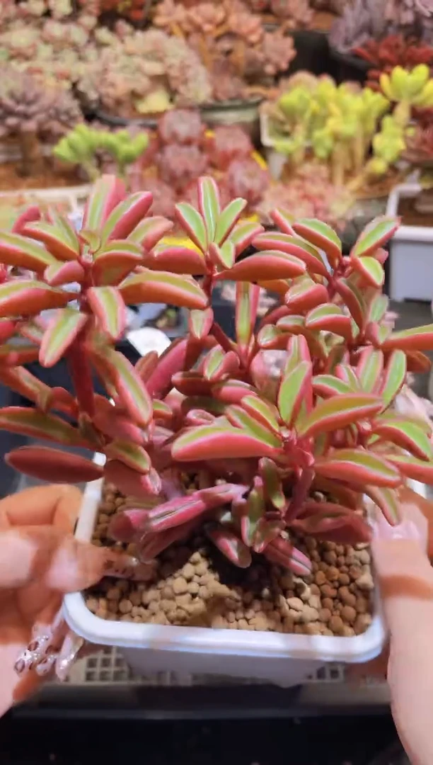 【闪购商品】132红贝椒草