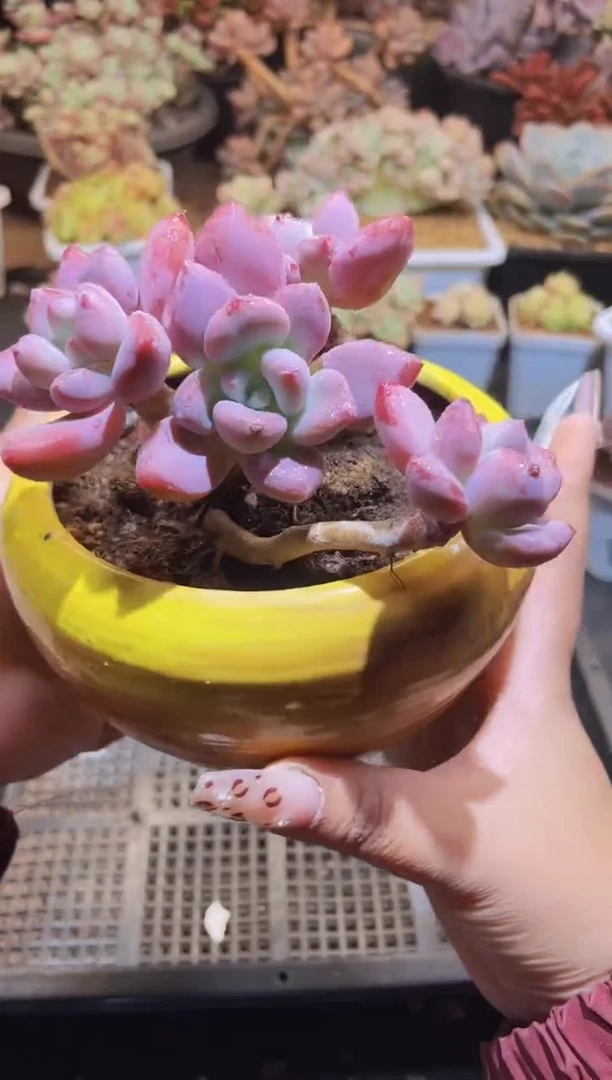 【闪购商品】945奥花