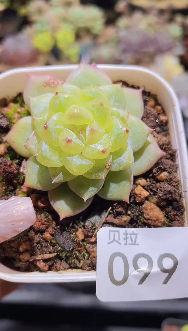 【闪购商品】099钻石珍妮