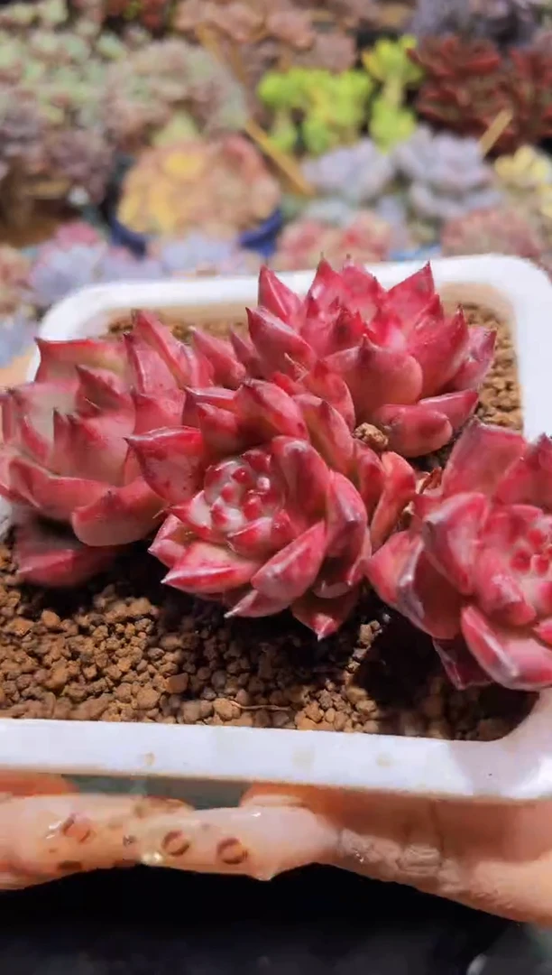 【闪购商品】210红颜蜜语