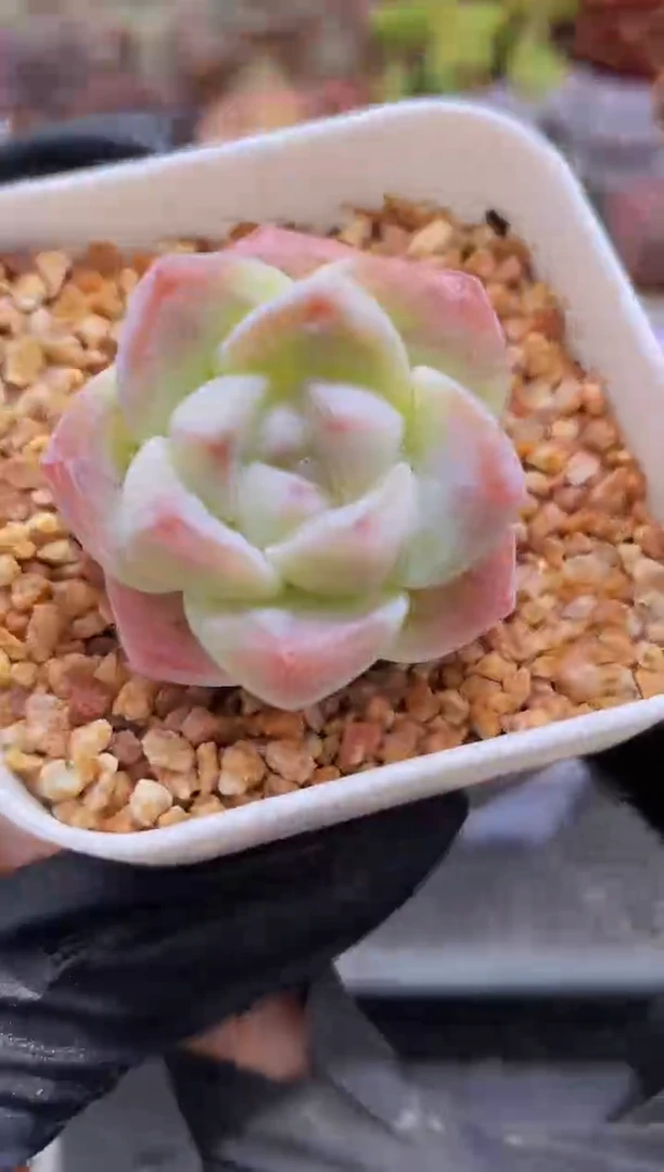 【闪购商品】942草莓夹心