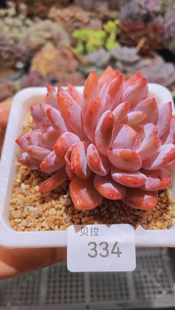 【闪购商品】334橙子