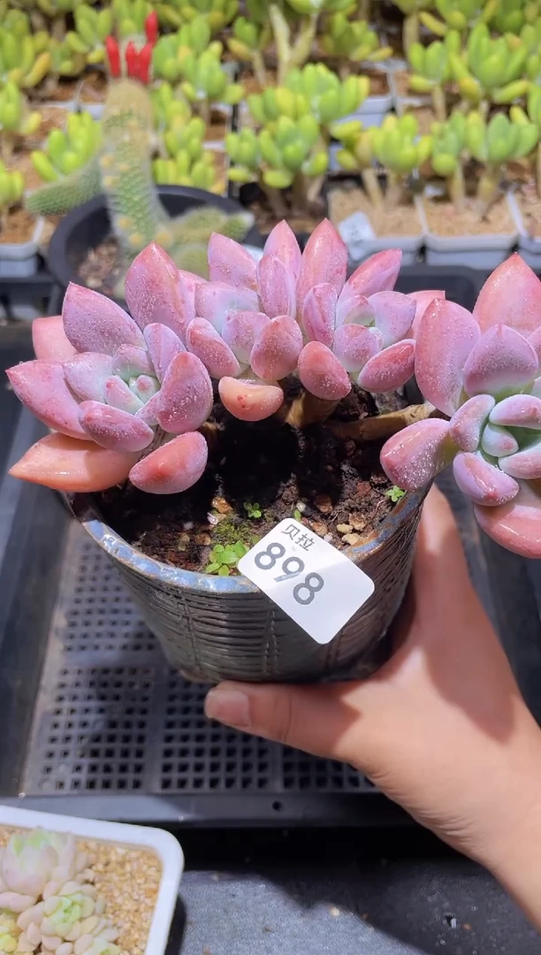 【闪购商品】898奥花