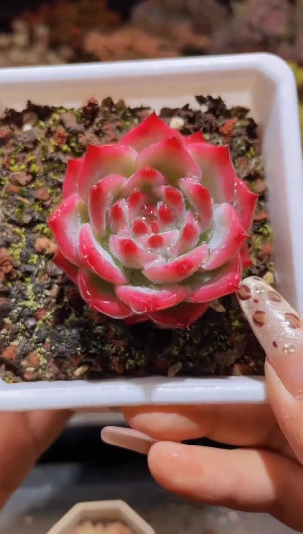 【闪购商品】491ak玛丽亚