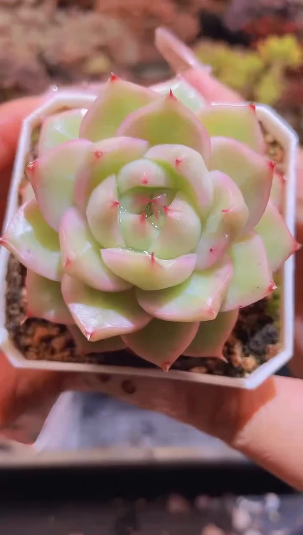 【闪购商品】426麦秆